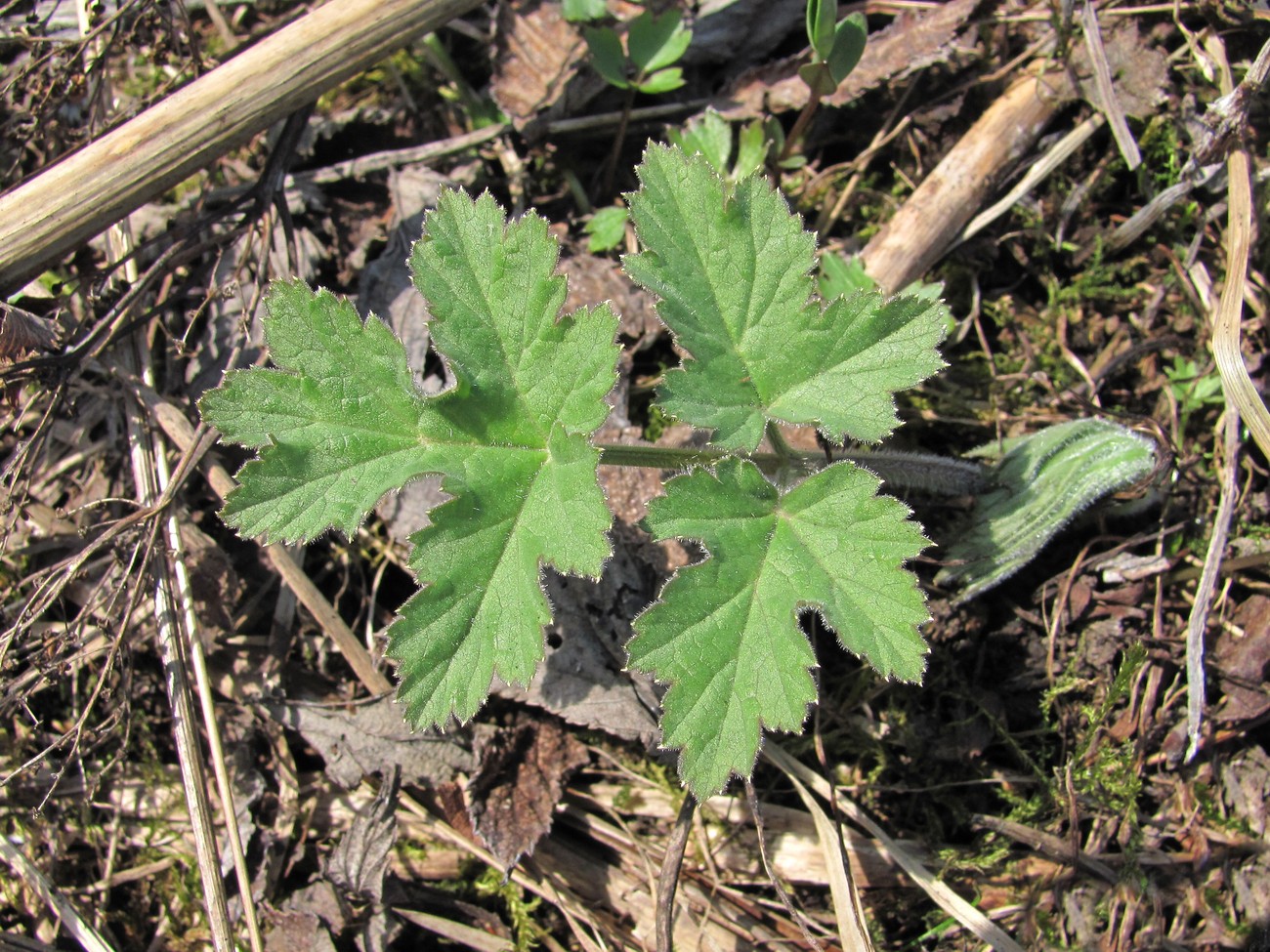 Изображение особи Heracleum sibiricum.