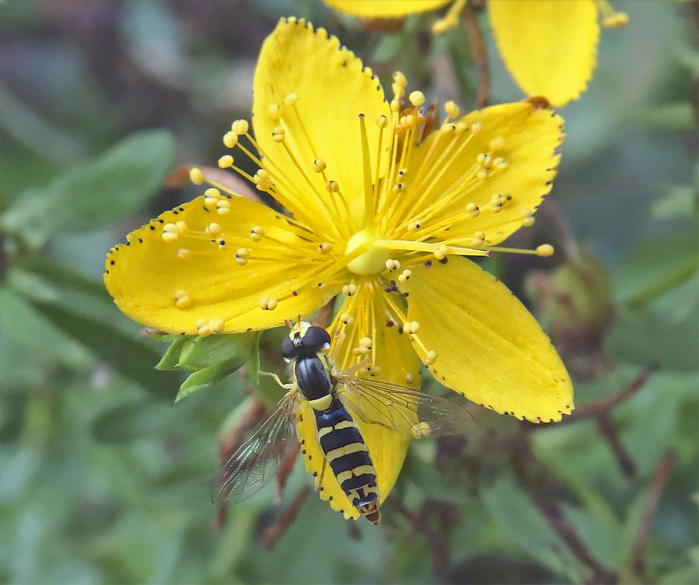 Изображение особи Hypericum perforatum.