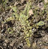 Astragalus camptoceras