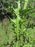 Cirsium elbrusense