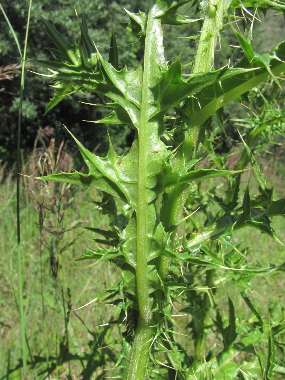 Изображение особи Cirsium elbrusense.