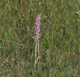 Anacamptis sancta