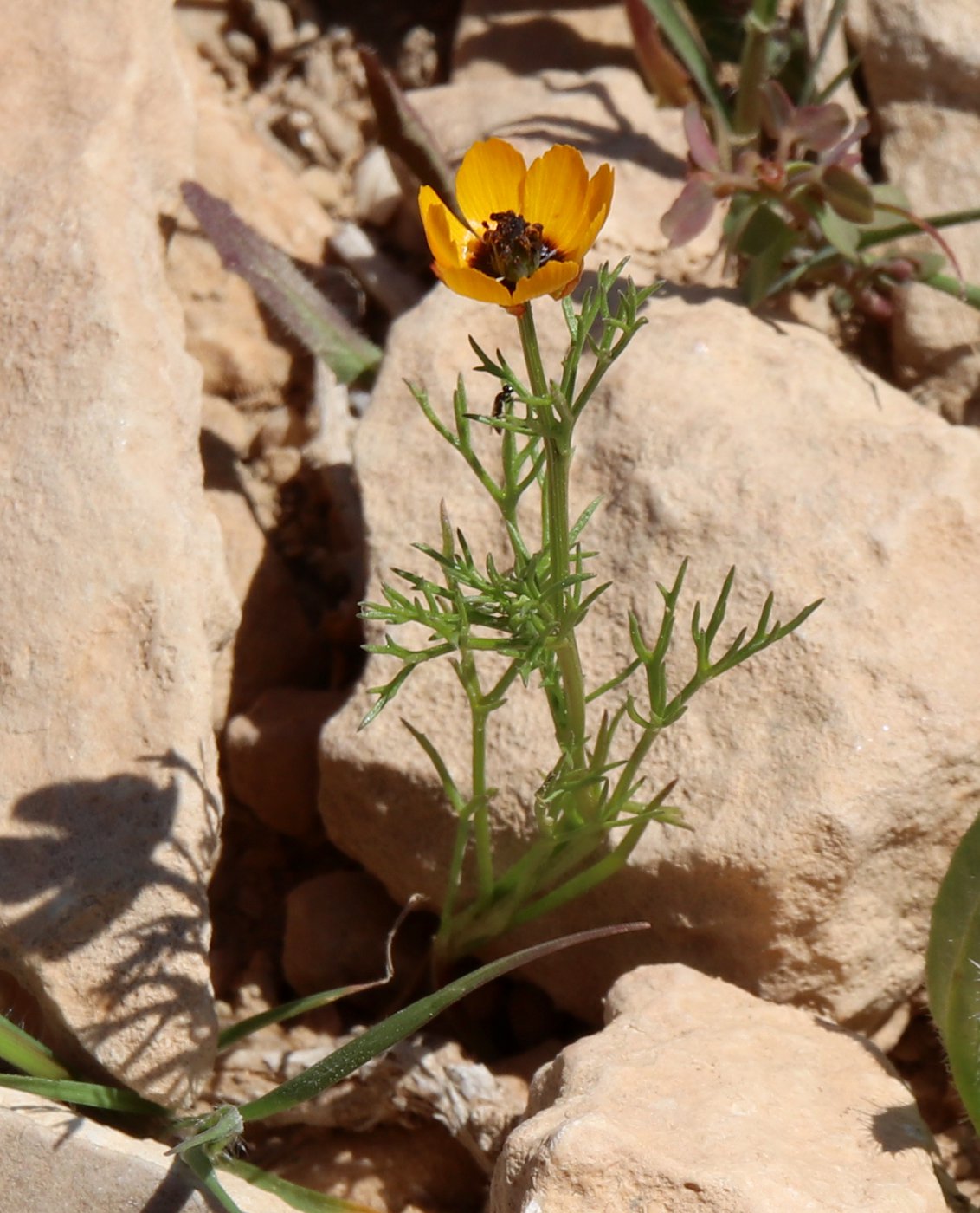 Image of Adonis dentata specimen.