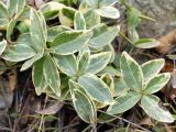 Vinca minor форма argenteo-variegata. Верхушки побегов. Челябинская обл., г. Челябинск, Ботанический сад ЧелГУ, в культуре. 29.10.2019.