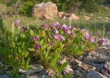 Thymus elenevskyi. Часть куртины цветущего растения. Краснодарский край, м/о Анапа, окр. пос. Бол. Утриш, гора Солдатская, каменистая россыпь из расслоившейся материнской породы. 08.05.2016.