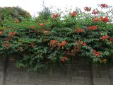 Campsis radicans. Часть цветущего растения. Таджикистан, р-н Рудаки, пос. Чимтеппа, в культуре. 02.06.2018.