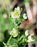 Thalictrum sparsiflorum