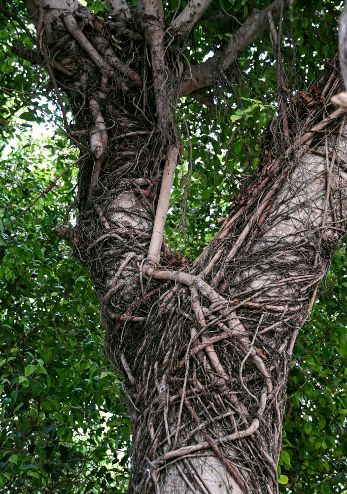 Изображение особи Ficus microcarpa.