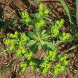 Euphorbia helioscopia. Общее соцветие с завязями. Беларусь, Витебская обл., окр. пос. Езерище, посевы овса (Avena sativa). 27.07.2023.