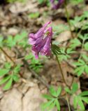 Corydalis solida