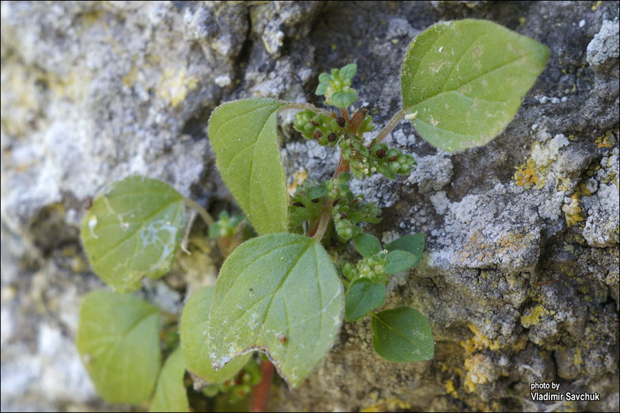 Изображение особи Parietaria chersonensis.