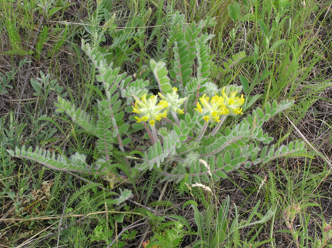 Изображение особи Astragalus dasyanthus.