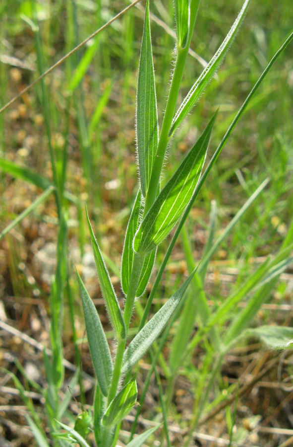 Изображение особи Linum nervosum.