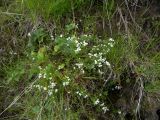 Galium uliginosum. Цветущее растение на альпийском лугу. Кабардино-Балкария, Зольский р-н, долина Джилы-Су. 27.07.2012.