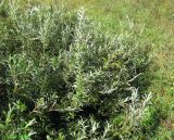 Salix rosmarinifolia