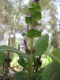 Salvia viridis. Часть побега с цветками. Израиль, Северный Негев, лес Лаав. 25.02.2013.
