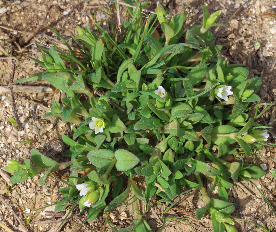 Костенец сивашский (Holosteum umbellatum ssp. syvaschicum)