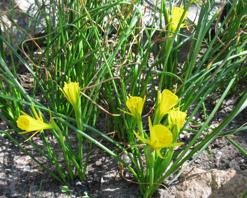 Изображение особи Narcissus bulbocodium.