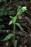 Epipactis krymmontana