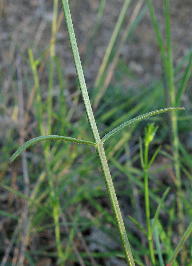Изображение особи Stachys angustifolia.