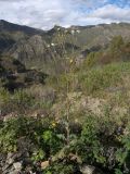 Sonchus arvensis