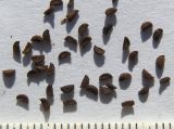 Cimicifuga japonica. Семена. Пятигорск, в культуре. 12.11.2013.
