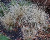 Pennisetum alopecuroides. Высохшие растения с соплодиями. Германия, г. Bad Lippspringe, Kaiser-Karls Park. 02.02.2014.