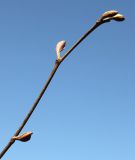 Alnus subspecies rugosa