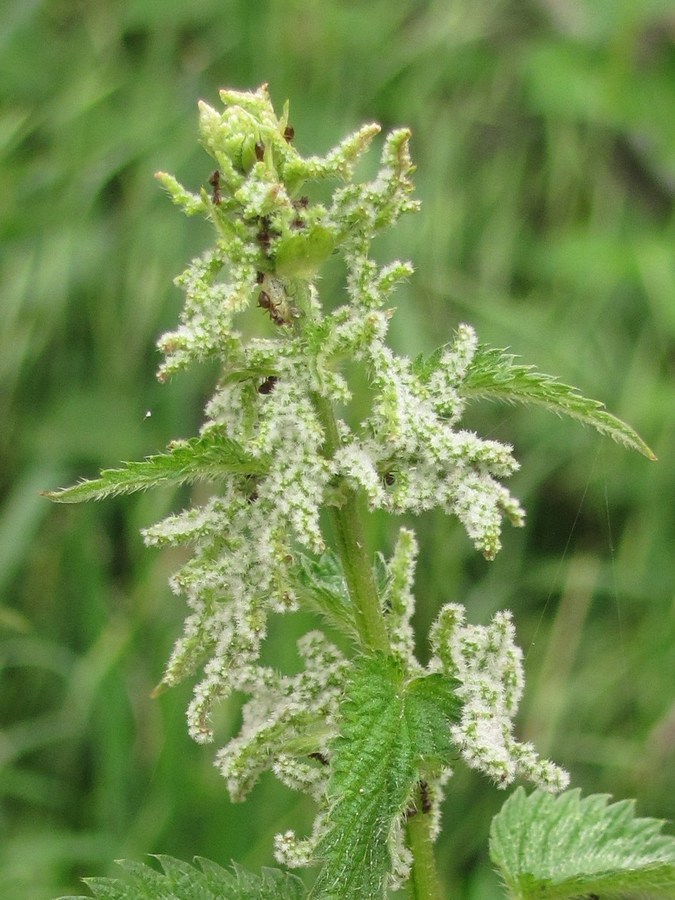 Изображение особи Urtica dioica.