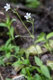 Cerastium pauciflorum