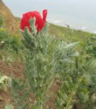 Glaucium corniculatum. Верхушка цветущего растения. Краснодарский край, Темрюкский р-н, мыс Железный Рог, обрывистый глинистый приморский склон. 01.05.2015.