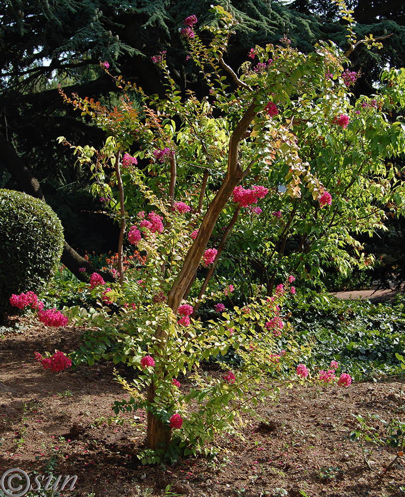 Изображение особи Lagerstroemia indica.