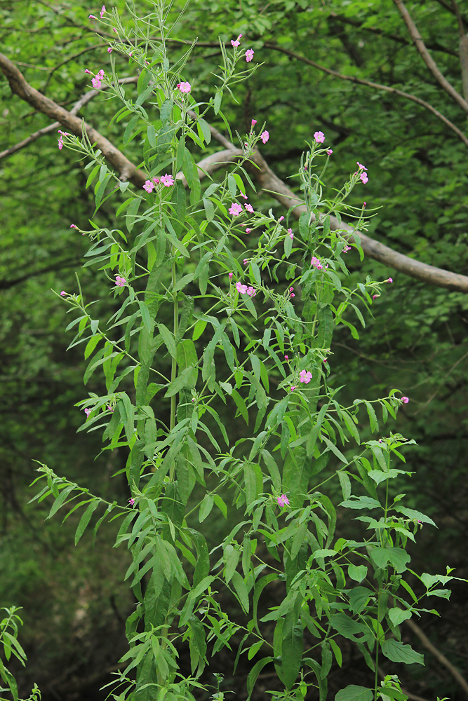 Изображение особи Epilobium hirsutum.