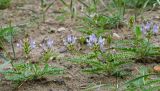 Astragalus tibetanus