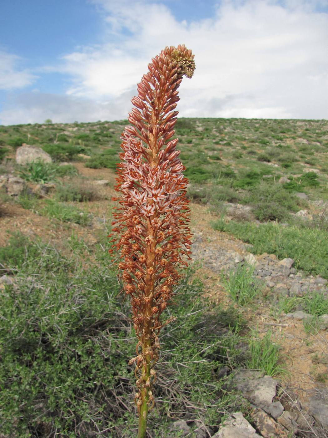 Изображение особи Eremurus regelii.