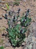 Phlomoides angreni