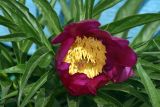 Paeonia anomala