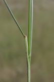 Stipa ucrainica. Основание листьев вегетативного побега. Крым, Севастополь, приморские склоны. 06.05.2016.