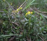 Draba sibirica