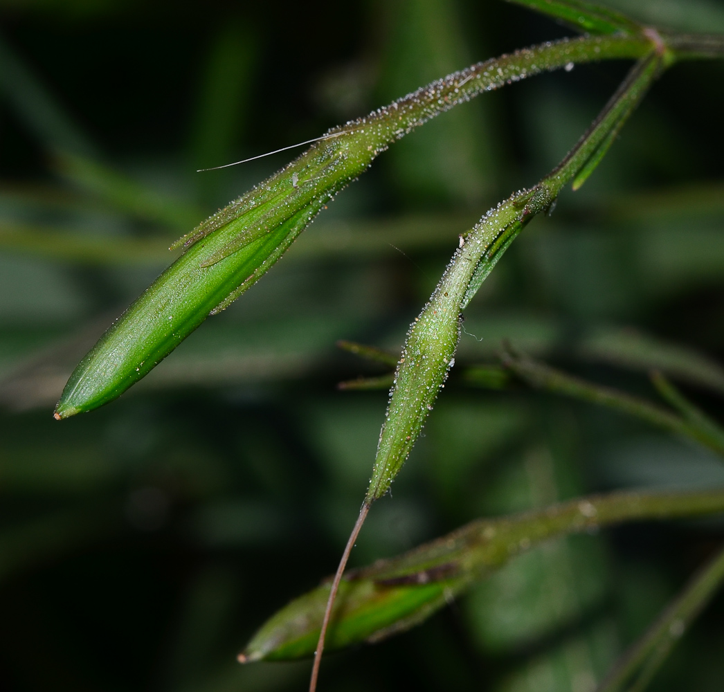 Изображение особи Ruellia simplex.