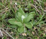 Primula serrata