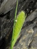 Setaria pachystachys