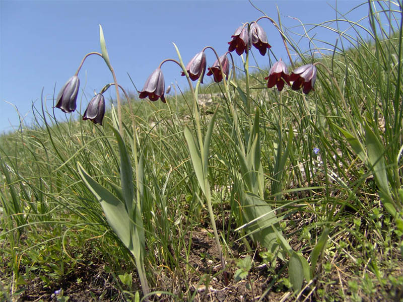 Image of Fritillaria caucasica specimen.