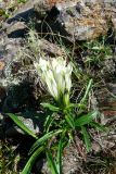 Gentiana algida