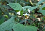 Solanum nigrum. Верхушка побега цветущего и плодоносящего растения. Бельгия, г. Брюссель, лужайка парка. Октябрь.