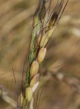 Oryza sativa