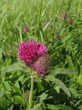 Trifolium alpestre