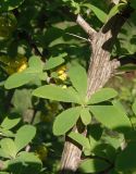 Berberis vulgaris