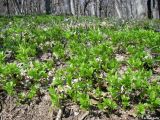 Mercurialis perennis