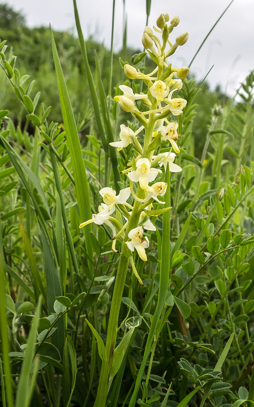 Изображение особи Platanthera chlorantha.